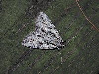 Yellow-Gray Underwing Moth